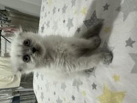 Yeni Scottish Fold Yavrularımızı Sahiplendireceğiz