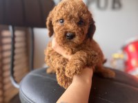 ANTİALERJİK TOY POODLE BEBEKLER