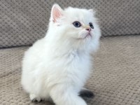 BRITISH LONGHAIR YAVRUMUZ