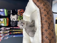 Mavi Gözlü Lynx Scottish Bebek