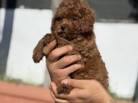 Orjinal Red Toy Poodle