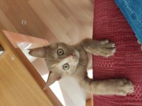 Kırma british 4 aylık sayılır