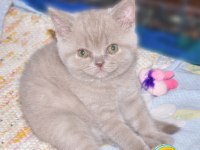 2 Adet Scottish Fold 1 Adet British