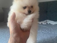 Dişi erkek pomeranian
