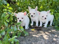 Teacup Elma Kafa Kar Beyaz Chihuahua Yavrular