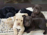 Labrador Retriever Bebeklerimiz Evinizin Neşesi Olacaktır