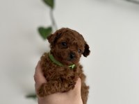 Micro boy Poodle yavrular