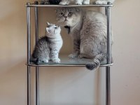 British Shorthair Yavrular