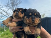 Rottweiler yavru köpekler
