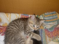 British Shorthair 3 aylık erkek