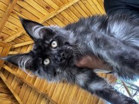 Tescilli Safkan Maine Coon