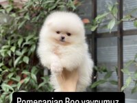 Pomeranian boo ayı surat