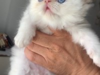 SIFIR BURUN KALICI MAVİ GÖZ İRAN KEDİSİ