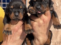 Doberman yavrularımız 