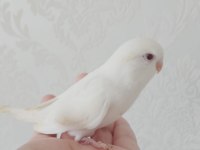 CİNS YAVRU ELE GELEN MUHABBET KUŞU