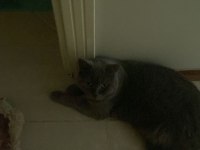 British shorthair 1,5 yaşında