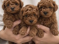 Özel Renk Poodle Yavruları