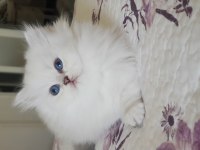 British Longhair Silver