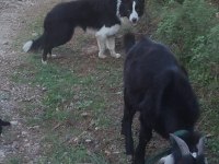 Papi dost köpekler