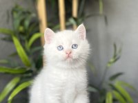 Brıtısh Shorthair Red Point Yavrularım