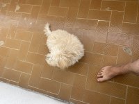 Erkek 2 aylık poodle