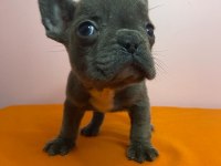 Orjinal French Bulldog Blue Köpeğimiz