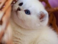 British shorthair erkek kedimiz
