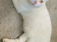 british shorthair 1 yaşında