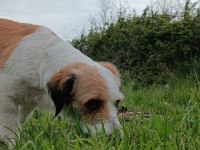 Toprağa Yuva arıyoruz terrier köpeğime