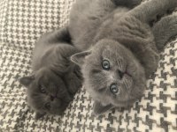 Erkek Gri Renk British Shorthair 8 Mart Doğumlu
