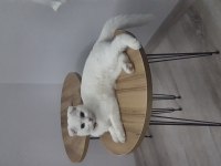 3 yaşında Scottish fold