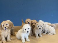 MALTESE YAVRULAR MALTİPO VE TOY POODLE YAVRULAR ANKARA
