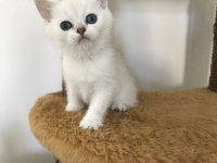 Mama karşılığında british shorthair kedimiz