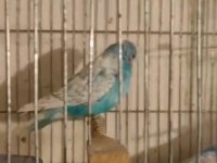 Jumbo takım muhabbet kuşu