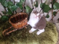 Cikolata bicolour bebekler
