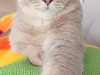Tarçın Scottish Fold Oğlum Sahiplendirilecektir