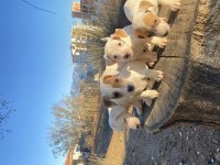Kısa bacak safkan jack russell