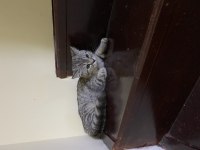 Yavrularımız sahiplendirilmeyi bekliyor