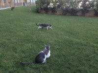 BAHÇELİ EV İÇİN KEDİMİZİ SAHİPLENDİRME