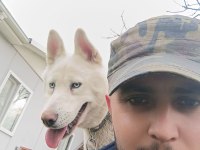 HASKİ BEYAZ ALBENİO SİBİRYA KURDU