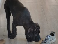 A Class Presa Canario Yavruları