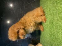 Toy Poodle Bebekleri