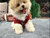 MUHTEŞEM TATLILIKTA MALTİPOO YAVRUMUZ