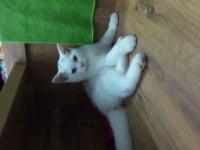 British longhair yavrular british shorthair yavrular
