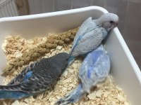 KONUŞAN BEBEK MUHUBBET KUŞLARI ELİMZDE HERZAMAN MEVCUTTUR