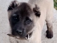 Kangal yavrusu