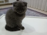 Son bayram şekeri scottish fold
