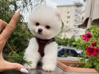 Anti alerjik tüy dökmeyen Yavru Pomeranian Boo