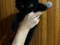 Scottish fold yavrularımıza yuva arıyoruz