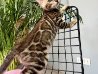 Bengal Erkek 3 aylık